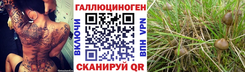 Галлюциногенные грибы Cubensis  где купить наркоту  Лесосибирск 